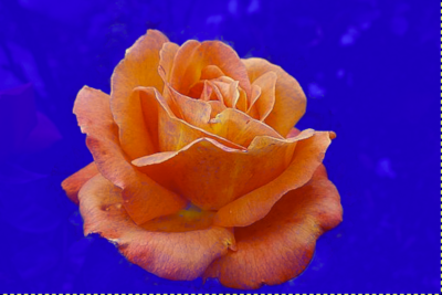 GIMP Foreground Select preview: the orange rose is isolated from the blue masked background.